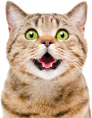 For cats
